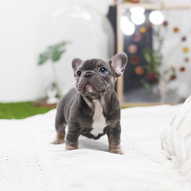 french bulldog puppies for sale