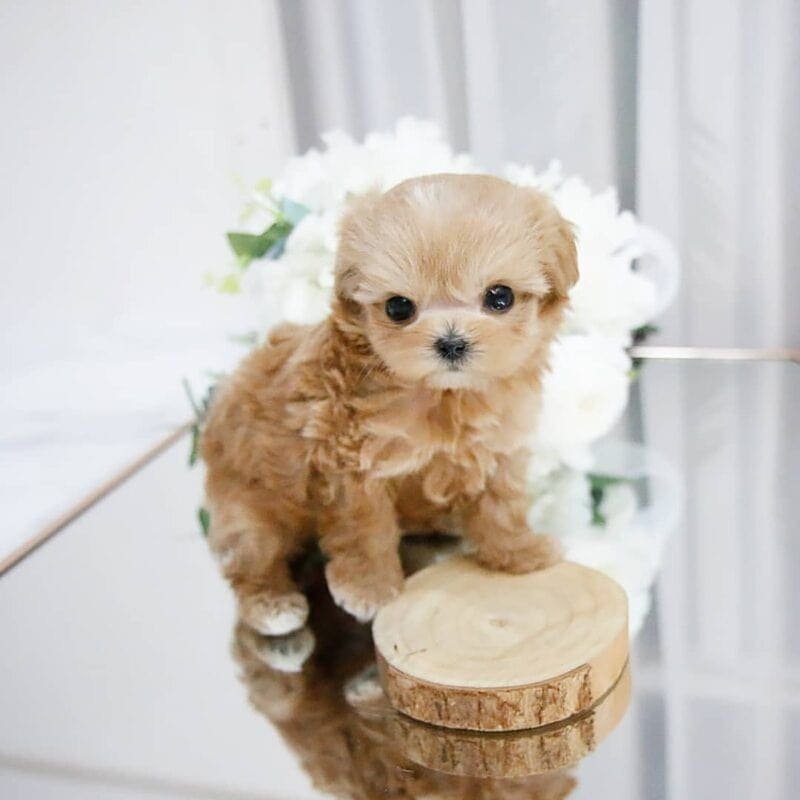 maltipoo puppies sale