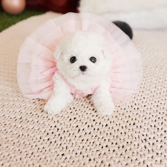 toy poodles for sale near me,teacup poodles for sale near me,toy poodle full grown