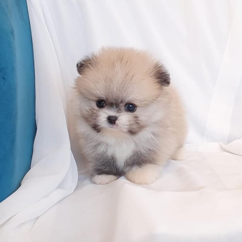 white pomeranian puppies for sale,buy white pomeranian puppies for sale