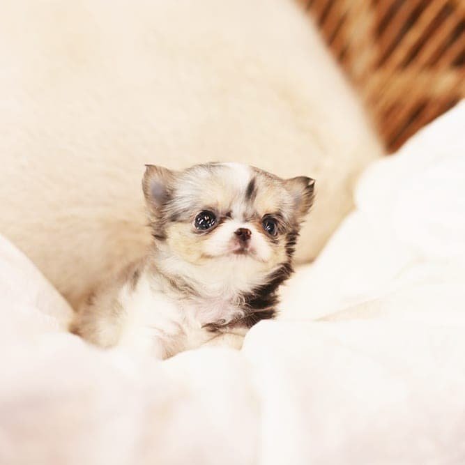 Buy chihuahua near me, teacup puppies for adoption