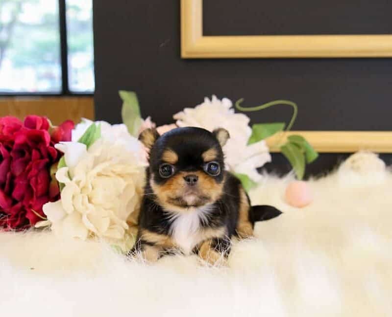 long haired teacup chihuahua for sale