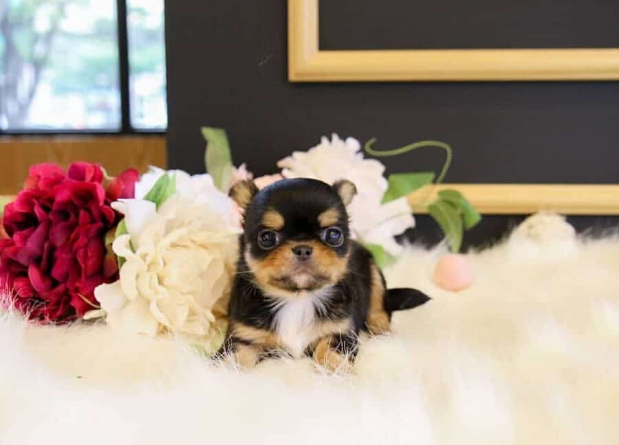 long haired teacup chihuahua for sale