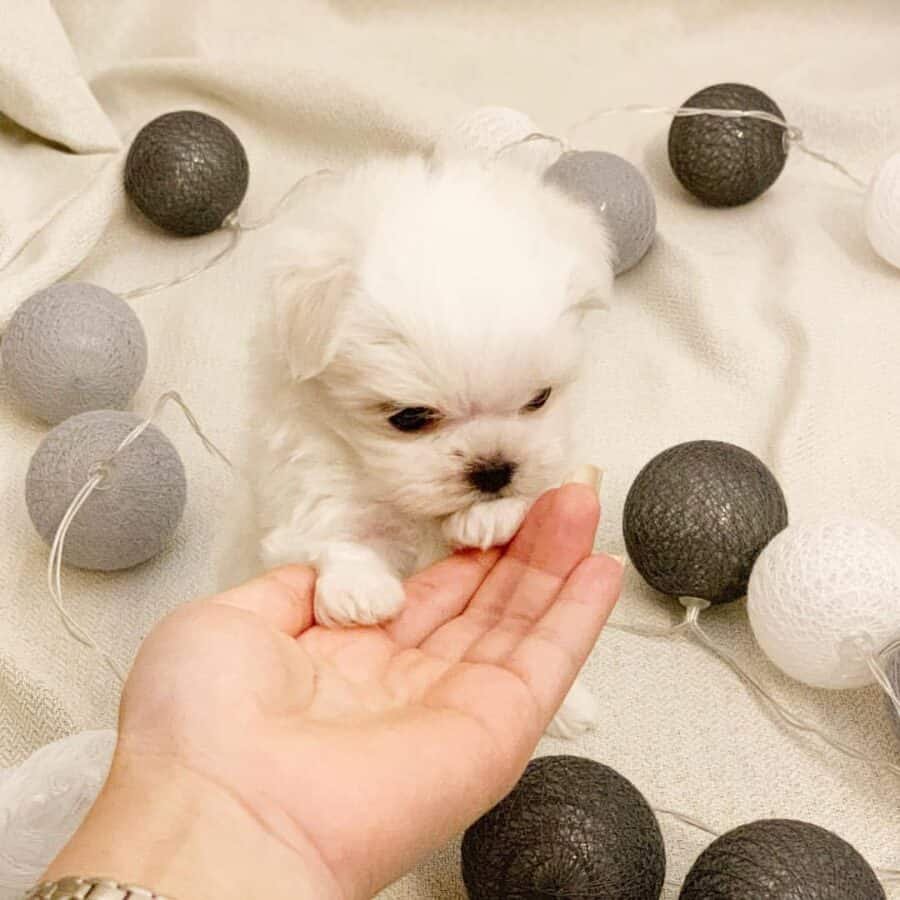 maltese puppies