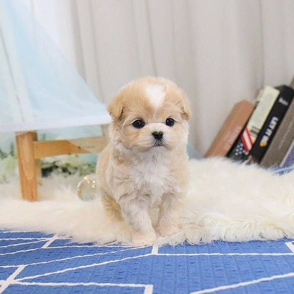 maltipoo puppies for sale