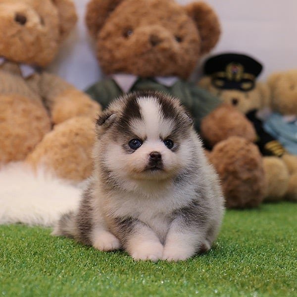 teacup pomsky puppies for sale teacup pomsky puppies