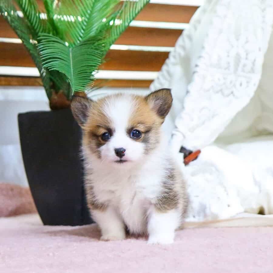 Corgi puppy near me