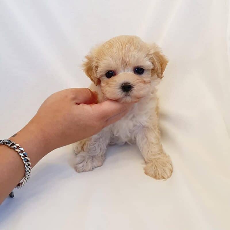 maltipoo puppies for sale