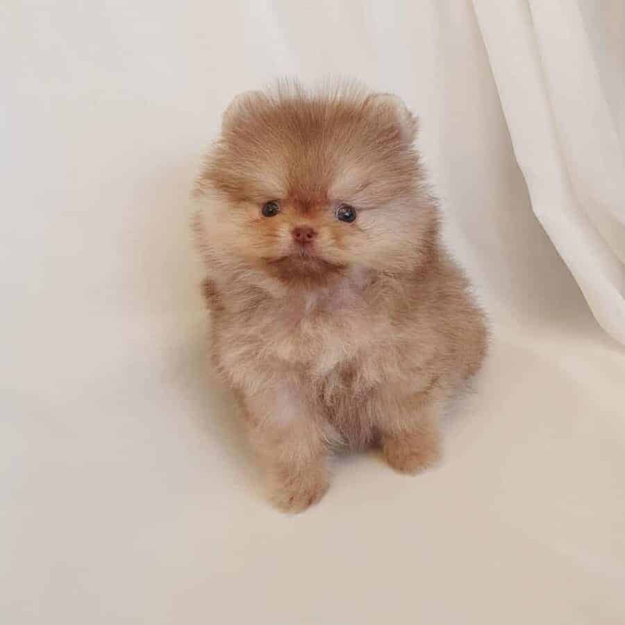 pomeranian