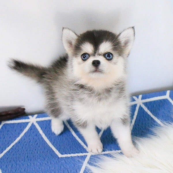 pomsky puppy