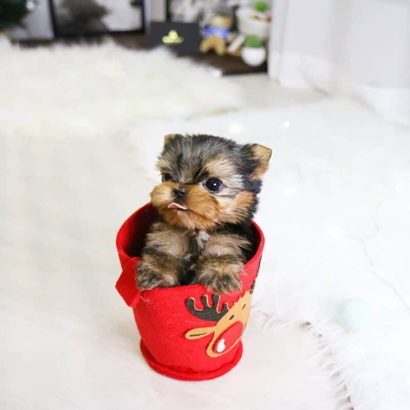 buy yorkshire terrier for sale,yorkie puppies for adoption,buy yorkshire online