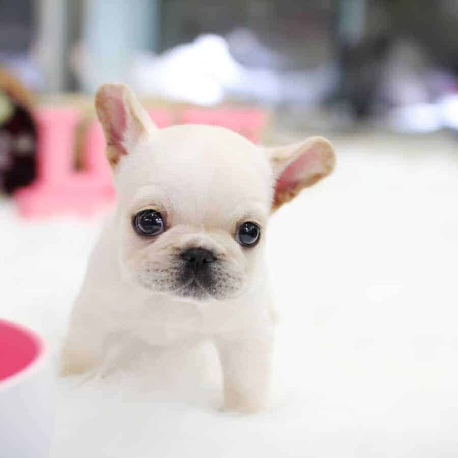 french bulldog puppies for sale near me