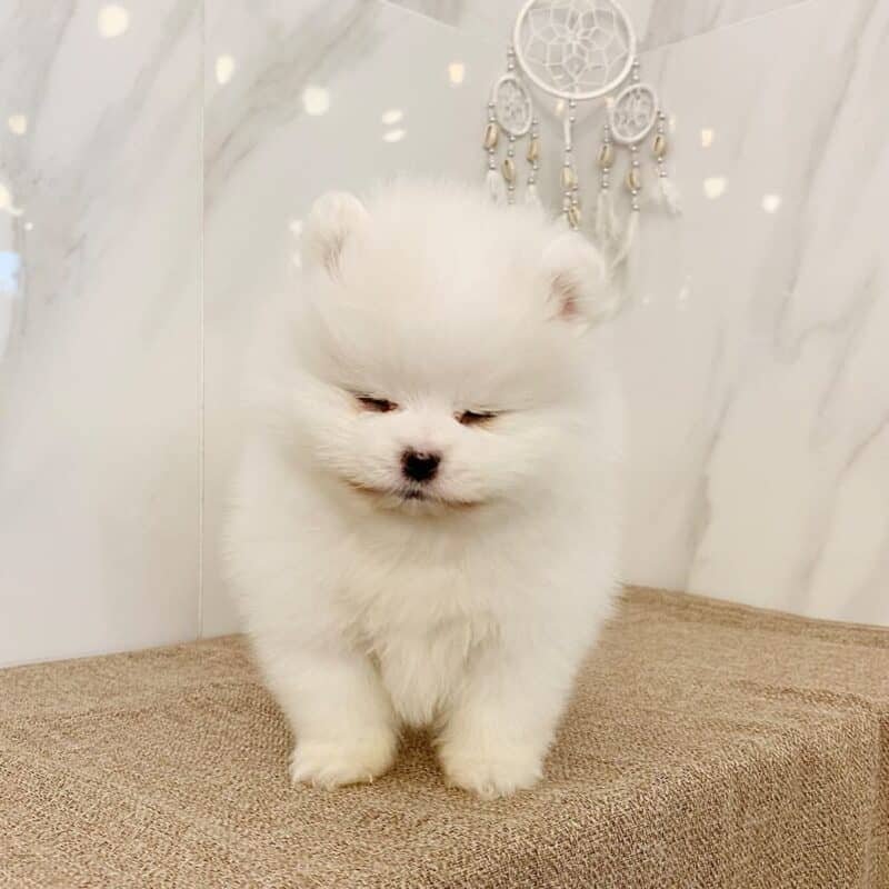 teacup pomeranian puppies for sale,mini pomeranian for sale