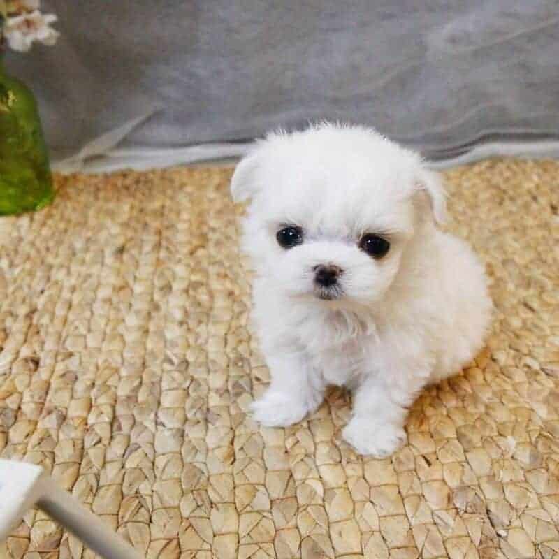 maltese poodle