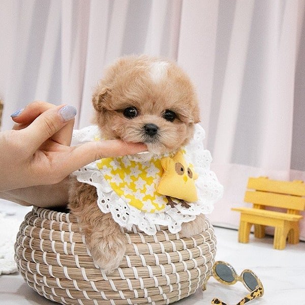 maltipoo puppy