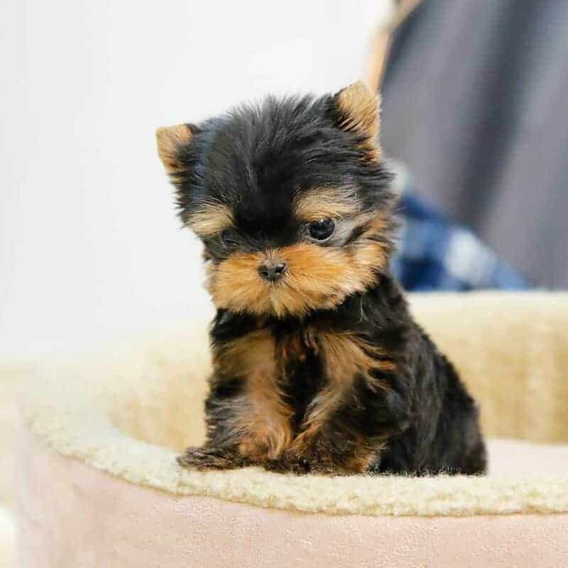 dog yorkie teacup