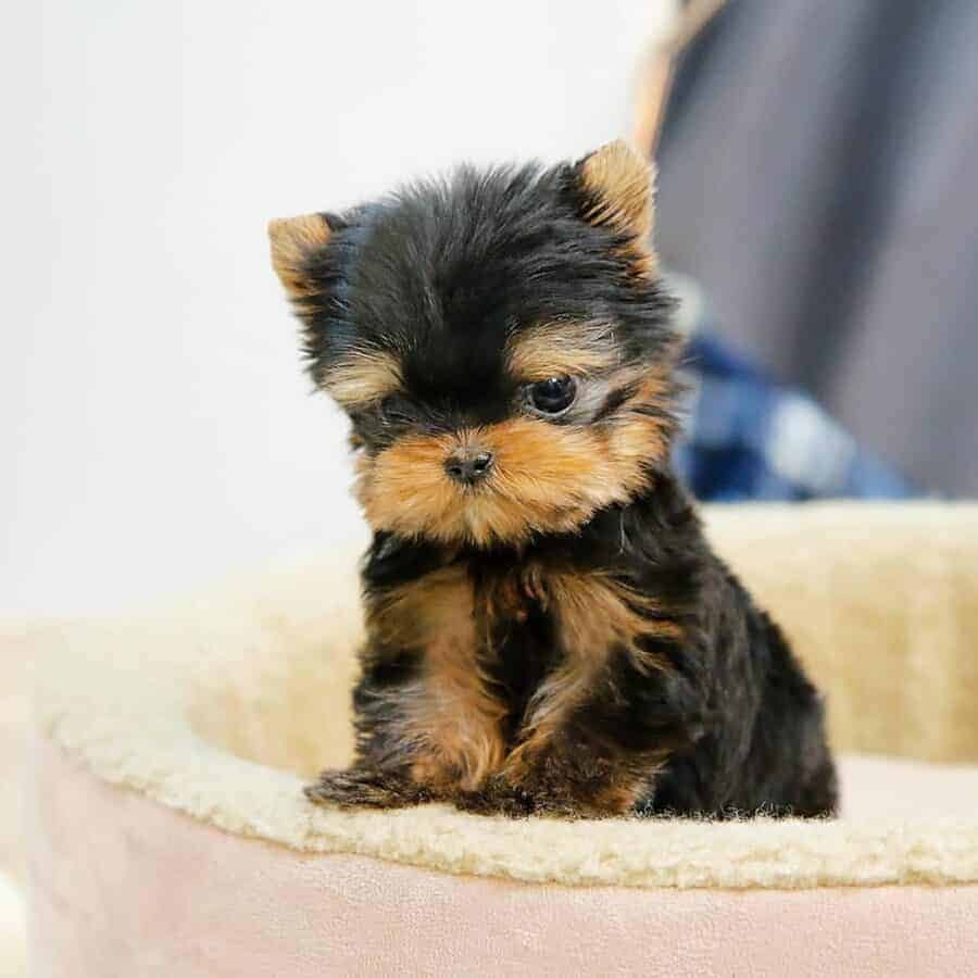 dog yorkie teacup