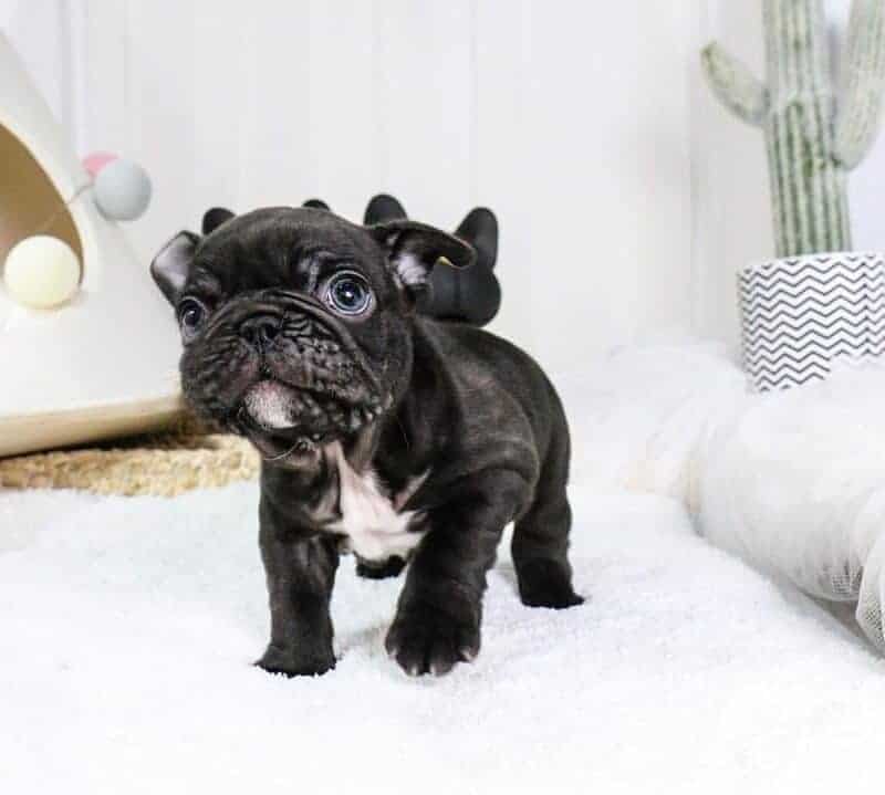 french bulldog puppies near me