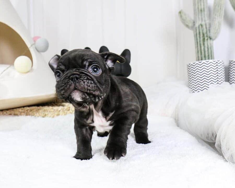 french bulldog puppies near me