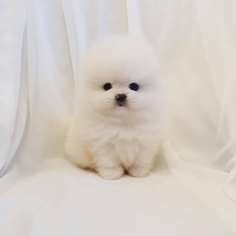 pomeranian puppy