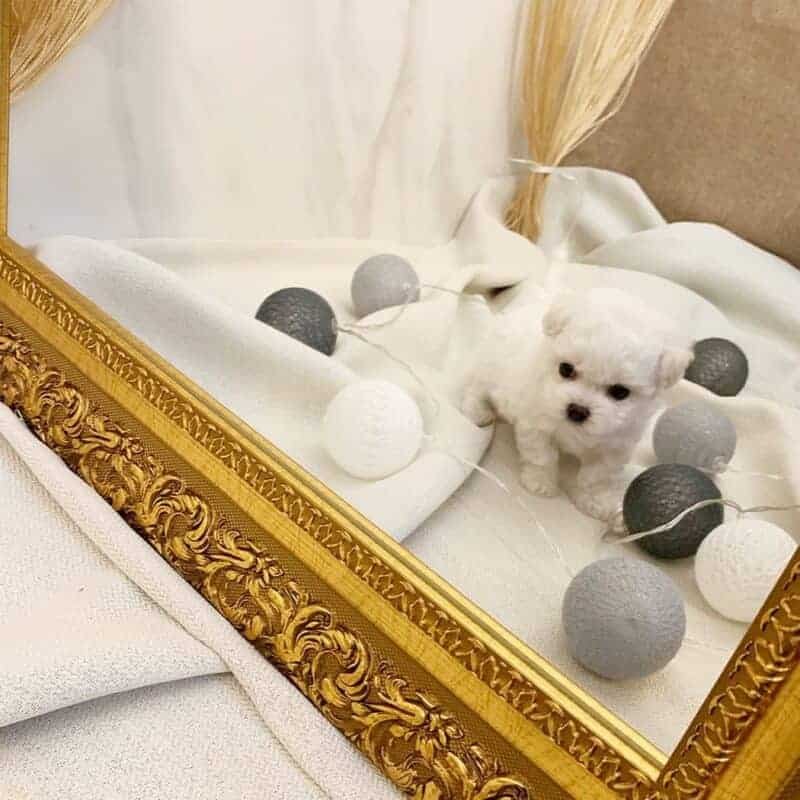 maltese puppies for sale