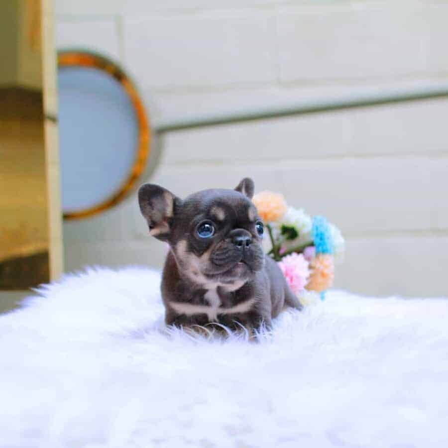 mini french bulldog for sale