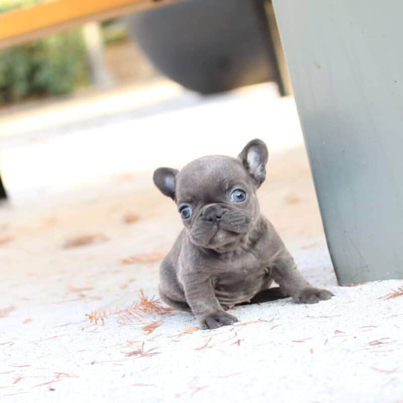 teacup french bulldog for sale,french bulldog puppies,mini french bulldog