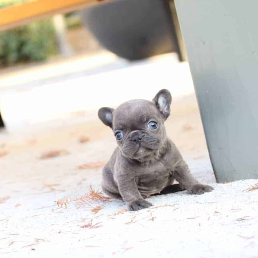 teacup french bulldog for sale,french bulldog puppies,mini french bulldog