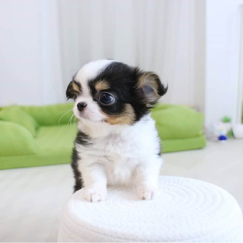 chihuahua puppies for adoption,chihuahua puppies for adoption near me