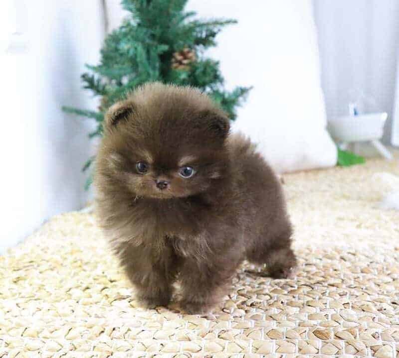 teacup pomeranian for sale ,pomeranian for sale ,buy mini pomeranian