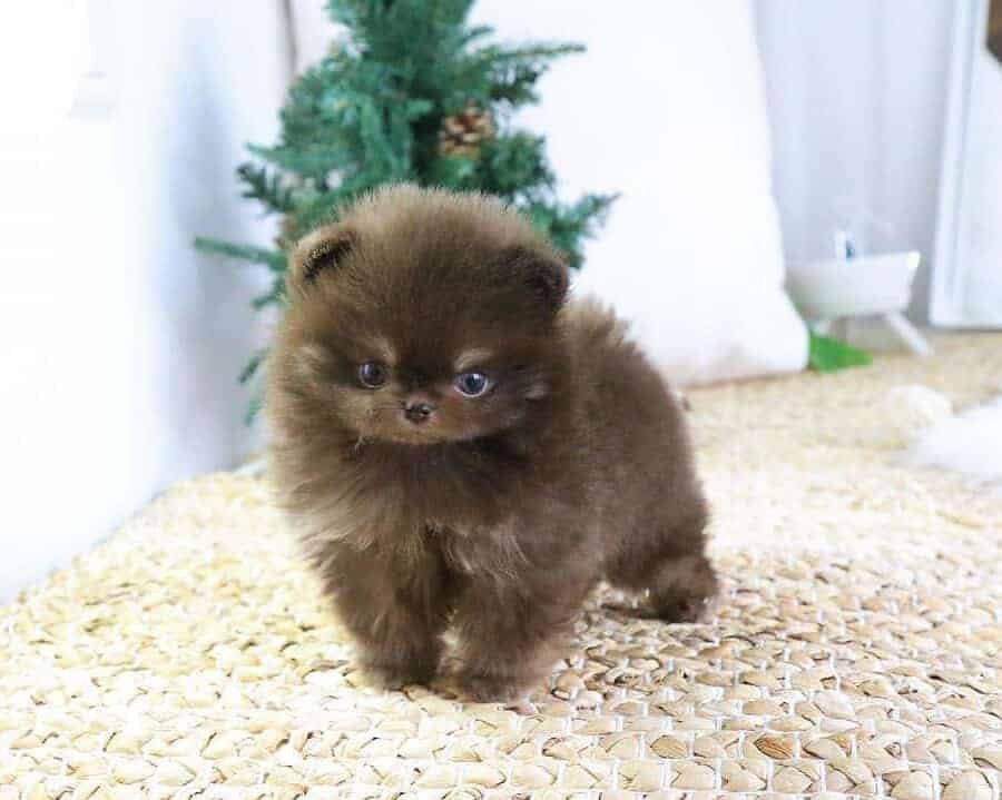 teacup pomeranian for sale ,pomeranian for sale ,buy mini pomeranian