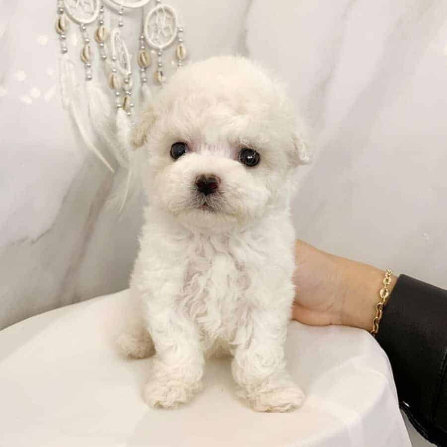 teacup poodle