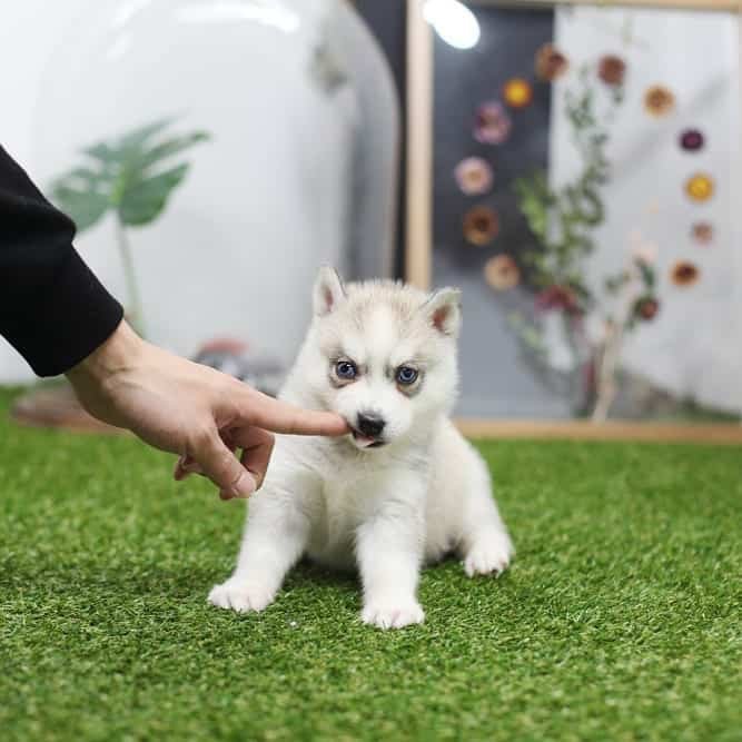 full grown pomsky