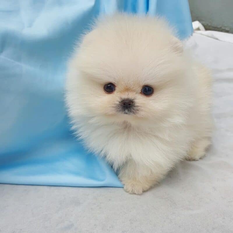 teacup pomeranian for sale