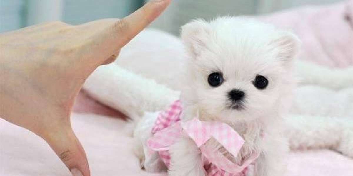 teacup maltese puppies for sale