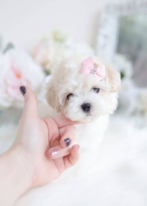 buy Teacup Maltipoo online