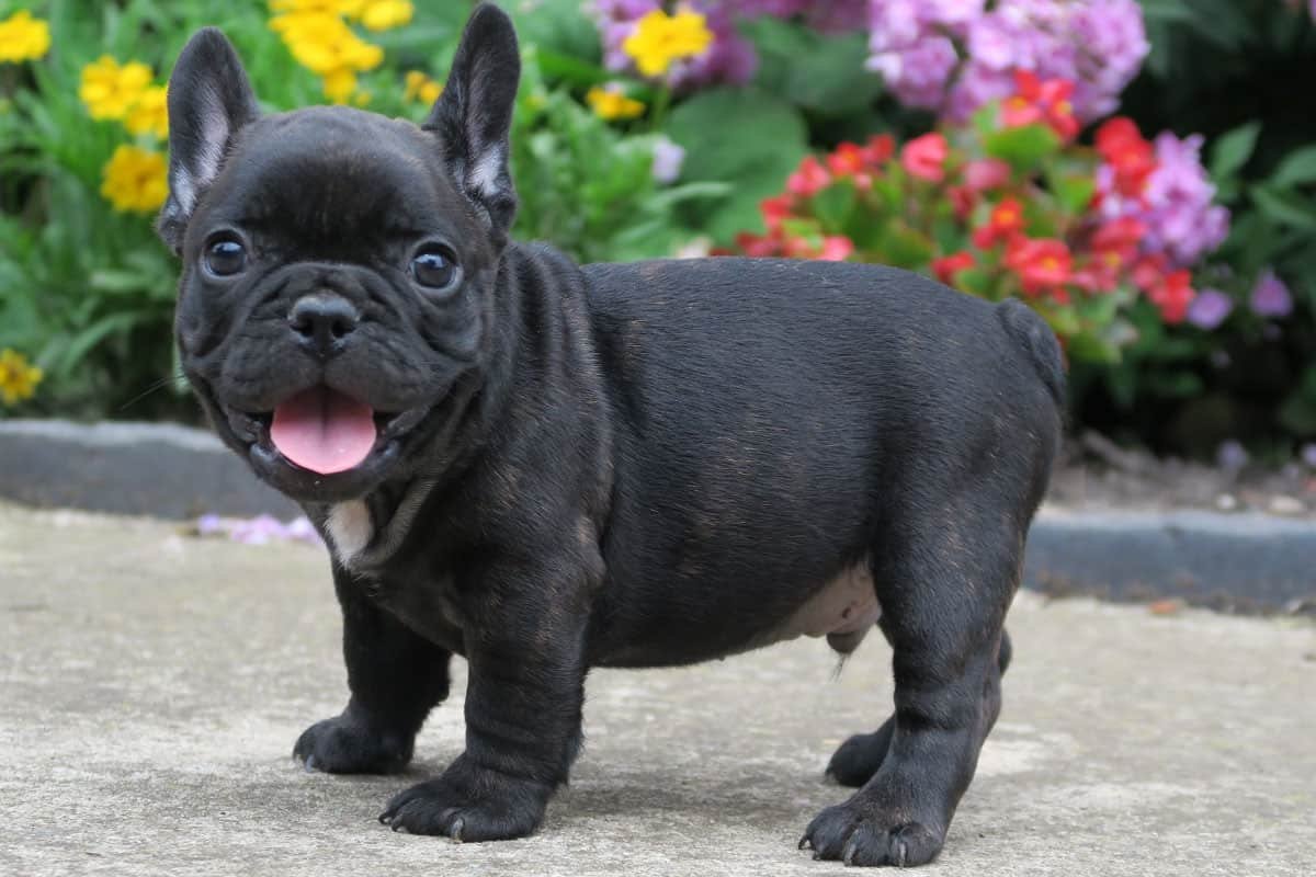 french bulldog puppies for sale