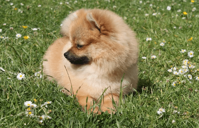 pomeranian puppies near me