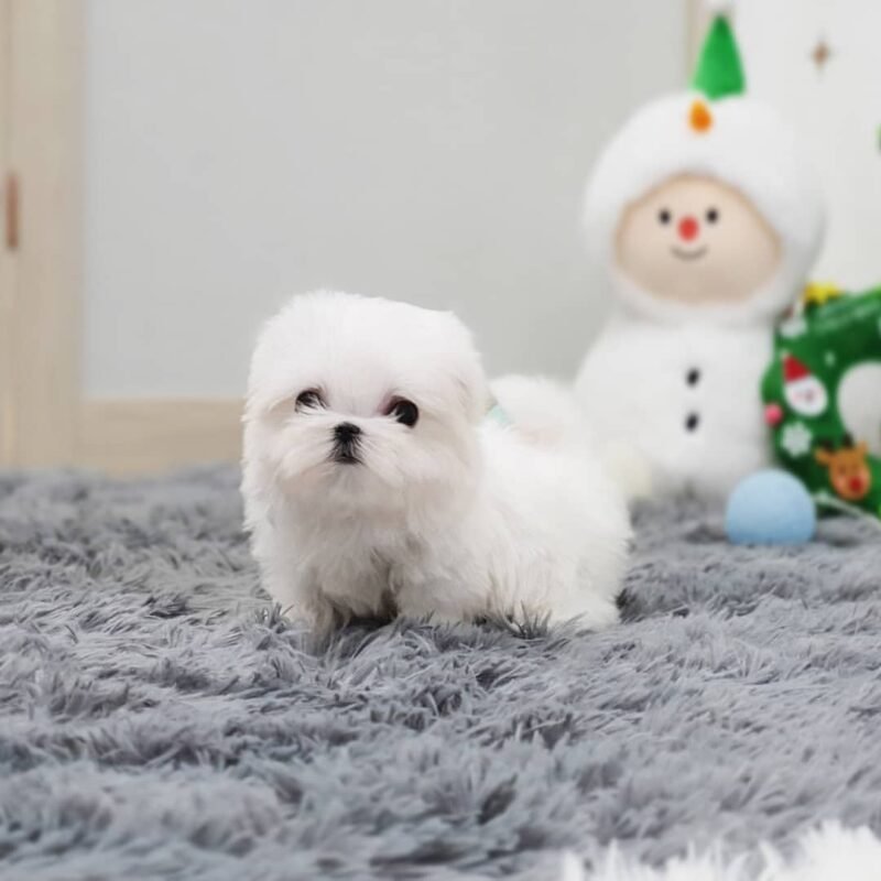 teacup maltese puppies for sale